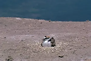 Maureen Brown: Kentish / Snowy PLOVER - male