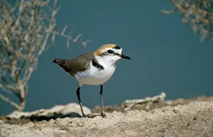 Alexandrinus: Kentish / Snowy PLOVER - male, on ground