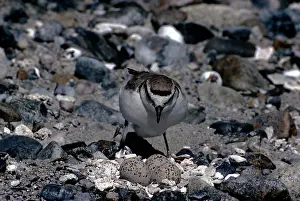 Bonnie Weisser: Kentish / Snowy PLOVER - settling on nest