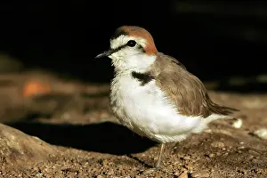 Alexandrinus: Kentish / Snowy PLOVER - in winter