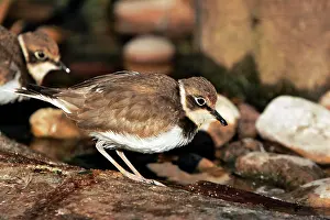 Alexandrinus: Kentish / Snowy PLOVER - in winter