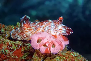 Deposition: Kentrodoris nudibranch ( Kentodoris rubescens) at