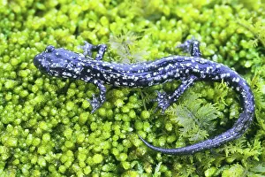 Plethodon: Kentucky Salamander (Plethodon kentucki)