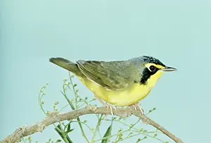 Formosus: Kentucky WARBLER