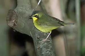 Formosus: Kentucky Warbler