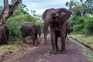 Aggressiveness: Kenya, Aberdare national park, Elephant (Loxodonta