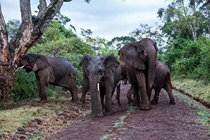 Aggressiveness: Kenya, Aberdare national park, Elephant (Loxodonta