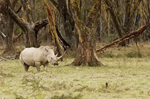 Edwards: Kenya, Africa. Adult Rhinoceros with giant