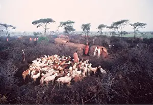 Farmers: Kenya, Africa - Maasai with goats
