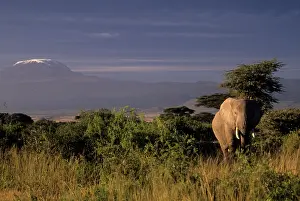Amboseli: Kenya: Amboseli, African elephant ('Loxodonta