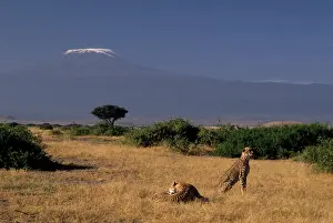 Amboseli: Kenya: Amboseli, two cheetahs ('Acinonyx