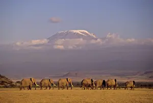 Kilimanjaro: Kenya, Amboseli. Herd of African elephants