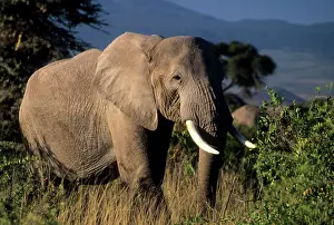 Amboseli: Kenya: Amboseli, male African elephant ('Loxodonta