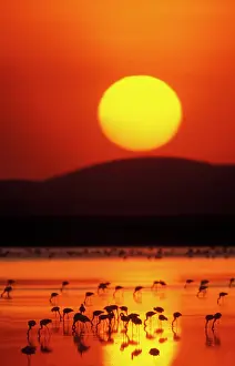 Morris: Kenya, Amboseli National Park. Flock of