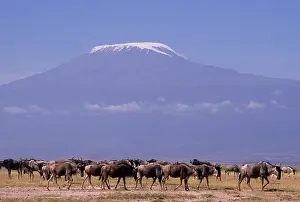 Amboseli: Kenya: Amboseli National Park, herd of wildebeests