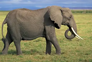 Foster: Kenya, Amboselli. African Elephant (Loxodonta