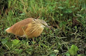 Amboseli: Kenya, Ambroseli National Park. Squacco