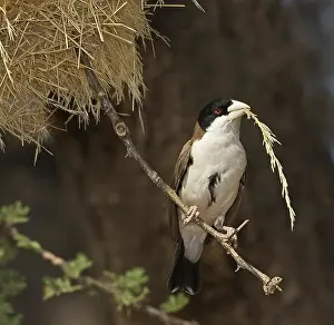 Williams: Kenya. Black-capped social weaver bird with