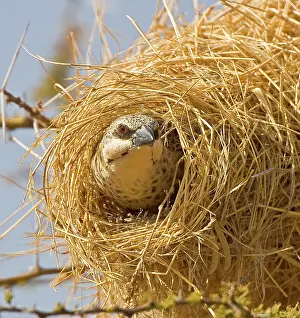 Williams: Kenya. Black-capped social weaver at entrance