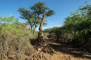 Bogoria: Kenya, Bogoria reserve, termit mound