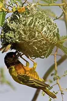 Williams: Kenya. Brown-capped weaver bird building
