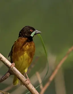 Williams: Kenya. Brown-capped weaver bird with nesting