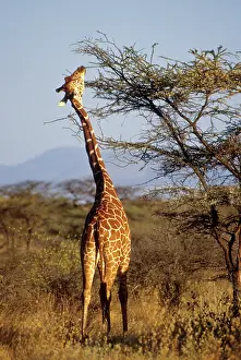 Reticulated: Kenya: Buffalo Springs National Reserve