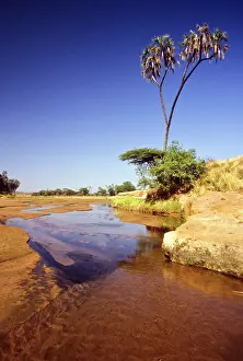 Alison: Kenya, Buffalo Springs National Reserve
