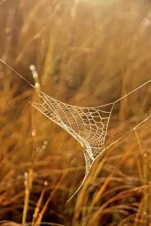 Alison: Kenya, Chyulu Hills, Campi ya Kanzi. Spider