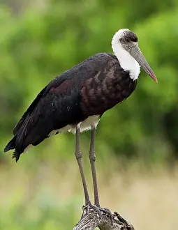 Williams: Kenya. Close-up of Abdim's stork perched