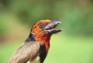 Barbet: Kenya. Close-up of black-collared barbet