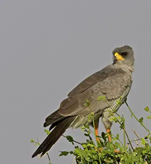 Chanting: Kenya. Close-up of Chanting Goshawk on bush