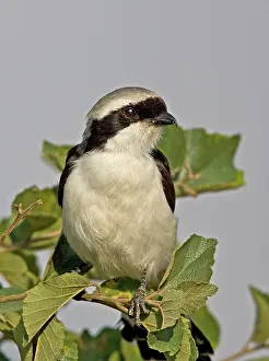 Fiscal: Kenya. Close-up of grey-backed fiscal bird