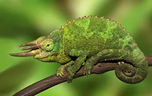 Limb: Kenya. Close-up of Jackson's Chameleon on