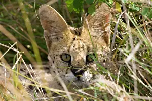 Serval: Kenya. Close-up of serval cat in brush