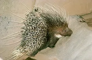 Porcupines: KENYA CRESTED PORCUPINE