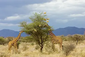 Williams: Kenya. Two giraffes munch on tree leaves