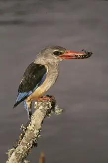 Williams: Kenya. Grey-hooded kingfisher on limb with