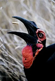 Williams: Kenya. Ground hornbill eats a morsel