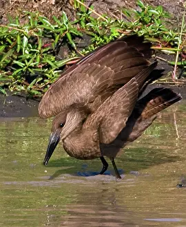 Hamerkop: Kenya. Hamerkop bird bathes in stream