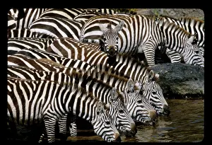 Williams: Kenya. Herd of zebras drinking