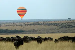 Toursim: Kenya - Hot air balloon over savannah & Buffalo