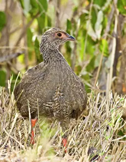 Francolin: Kenya. Jackson's francolin bird in dried