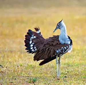 Kori: Kenya. Kori bustard bird standing in a field