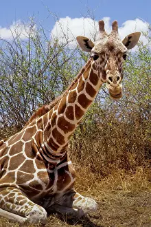 Caged: Kenya: Laikipia Plateau, Loisaba Wilderness