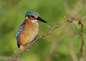 Baringo: Kenya, Lake Baringo. Close-up of pygmy kingfisher
