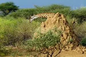 Fabale: Kenya, lake Magadi, Girafe masai (Giraffa camelopardalis)