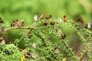 Ploceidae: Kenya, lake Magadi, weaver sp (Ploceus sp), Chestnut