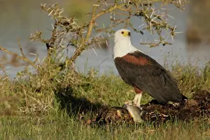 Naivasha: Kenya, Lake Naivasha. African fish eagle