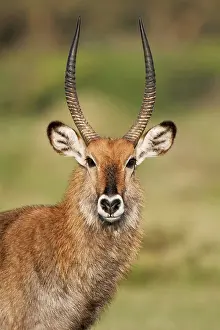 Naivasha: Kenya, Lake Naivasha. Close-up of male Defassa